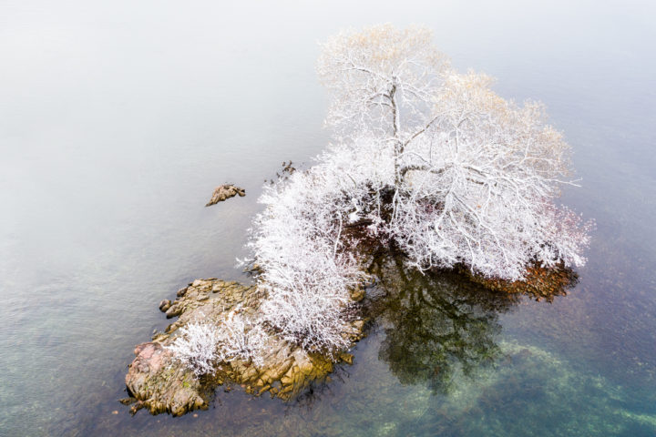 One Tree on Small Island with Fresh Snow
