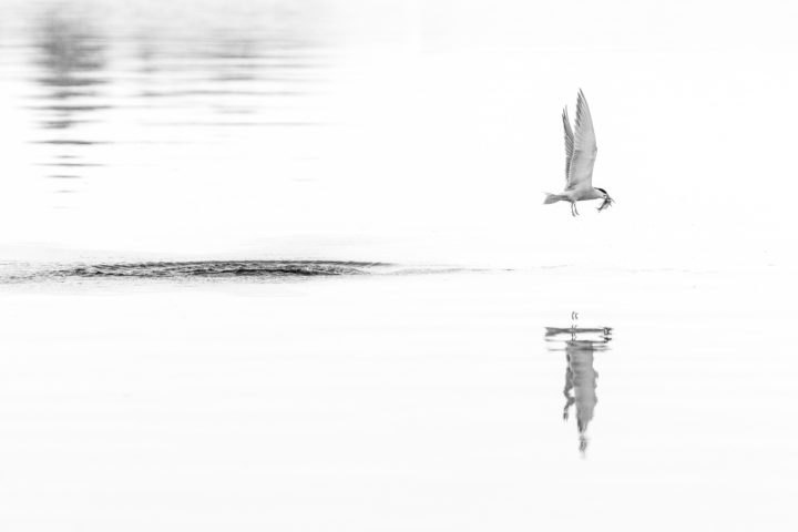 Bird with a Fresh Catch Black and White
