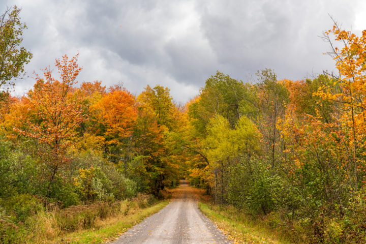 Storm Over Dirt Road and Forest