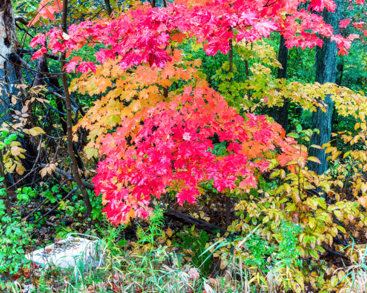 Wet Fall Leaves and Discarded Hamper