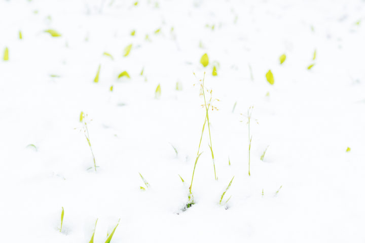 New Grasses and Fresh Snow