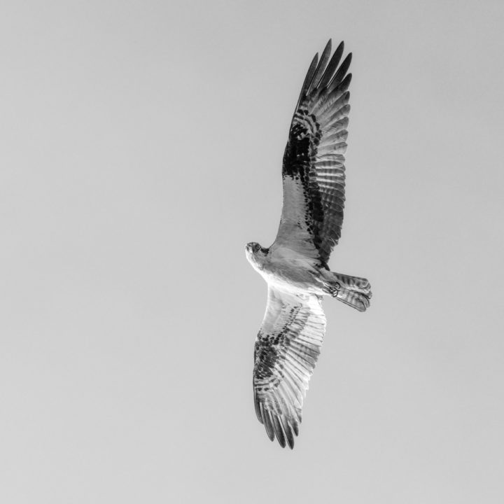 Osprey Black and White