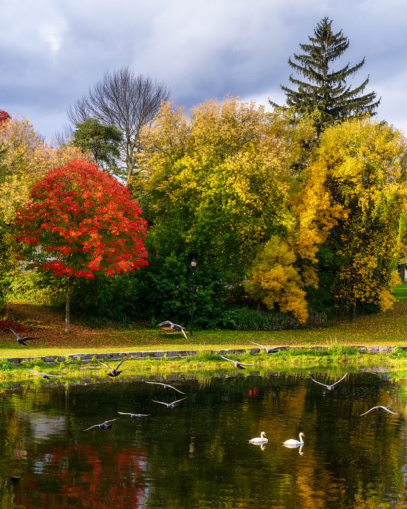 Pigeons, Swans, and Fall Color