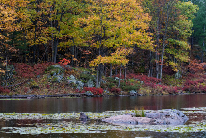 Edge of the Pond