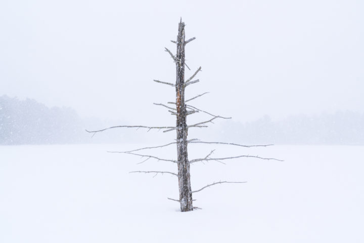 Lone Dead Tree in Frozen Lake