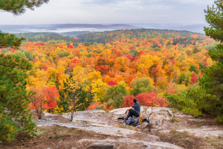 Person Sitting Above Fall Color Canopy