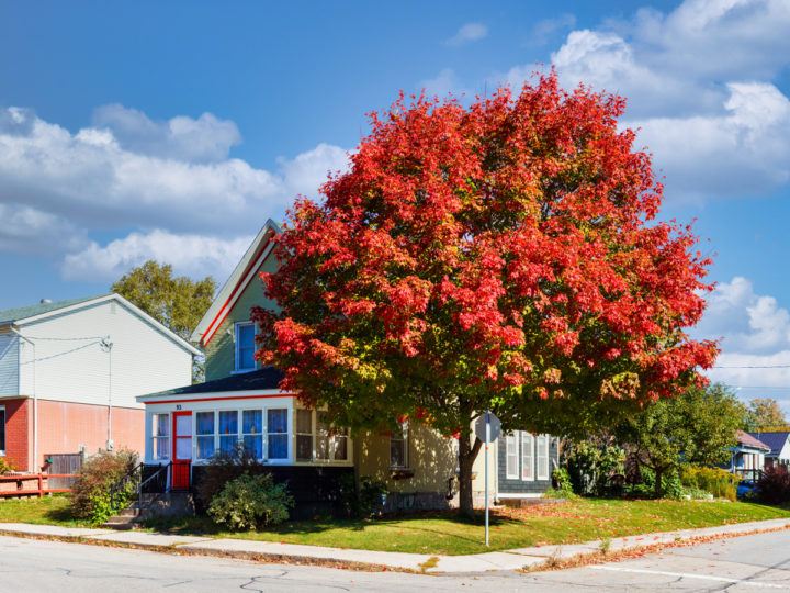 Colorful Tree and House