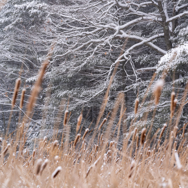 Snowy Branches and Reeds