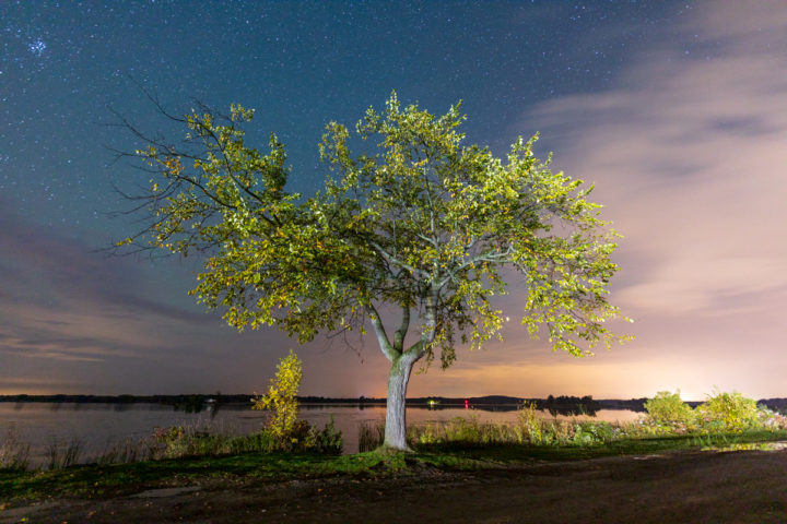 Lone Tree and Stars