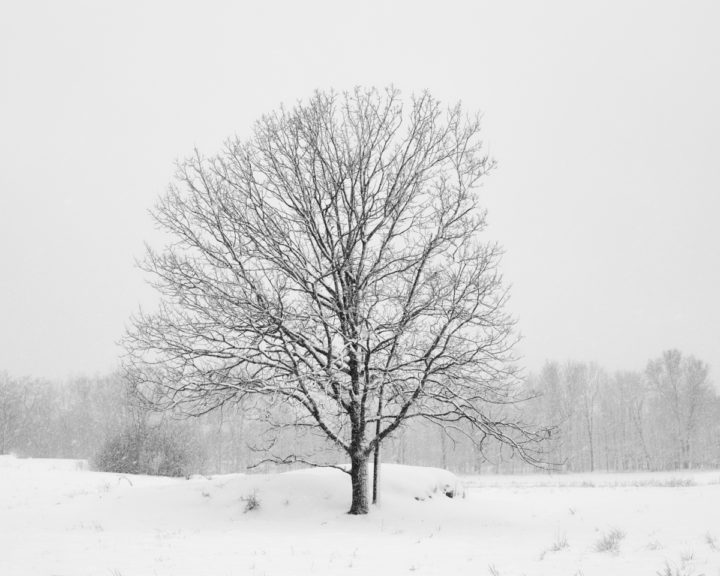 Lone Tree in the Snow 2