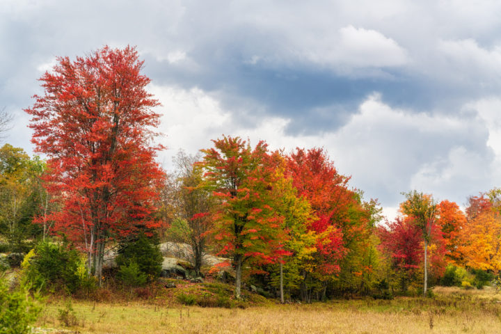 Fall Color in the Meadow