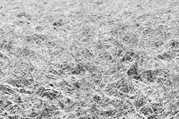 Reeds and Snow Black and White