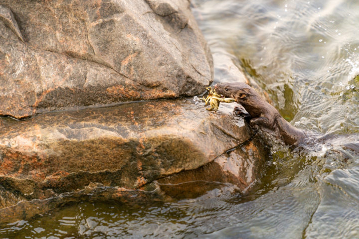 Mink with Crayfish