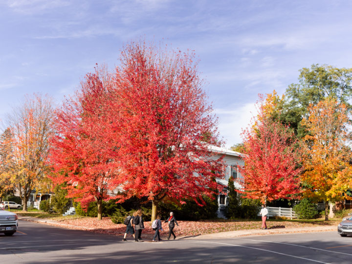 Pedestrians and Fall Colour