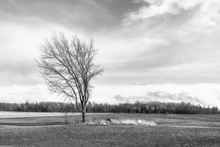 Tree and Stone in Field Black and White