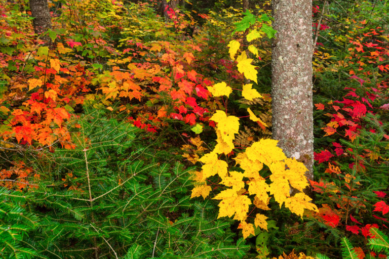 Fall Color Forest Scene