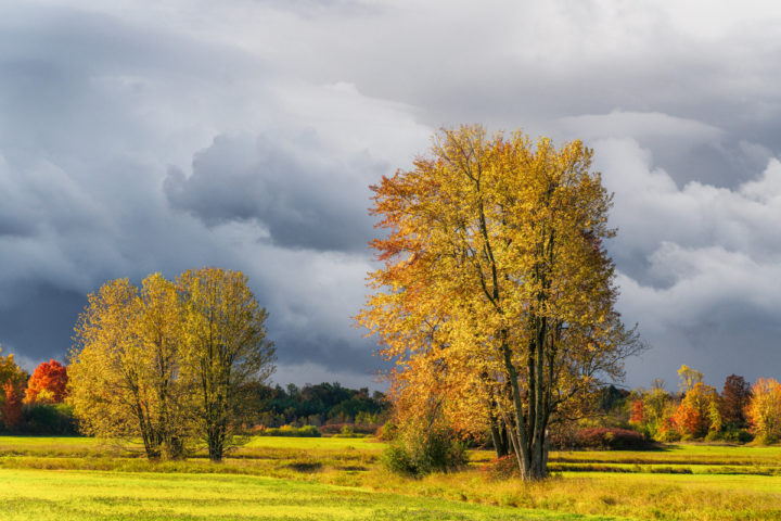 Trees and Dramatic Sky