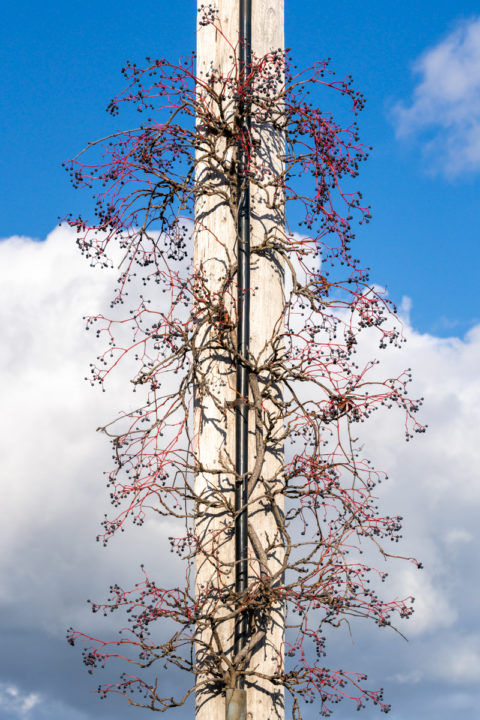Woodbine Plant Growing on Telephone Pole