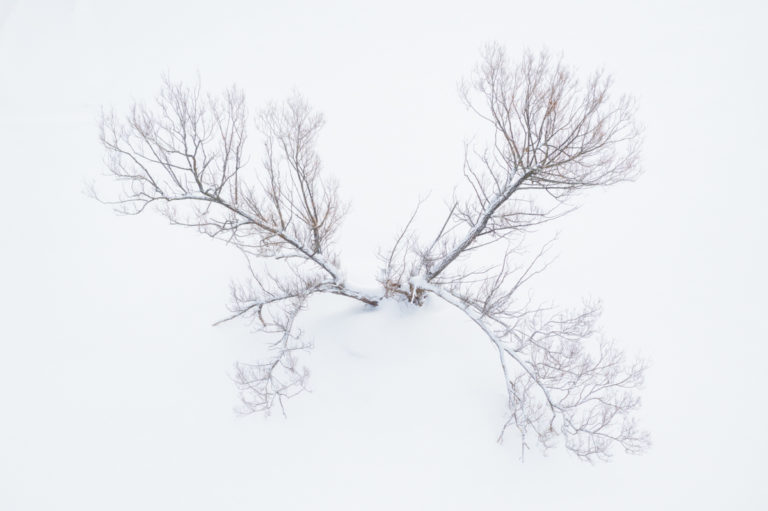 Tree in the Snow from Above