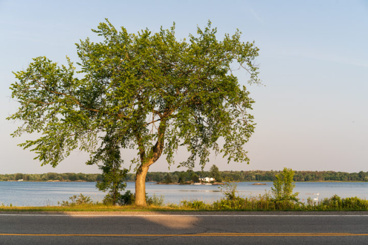 Tree on the Edge of the River