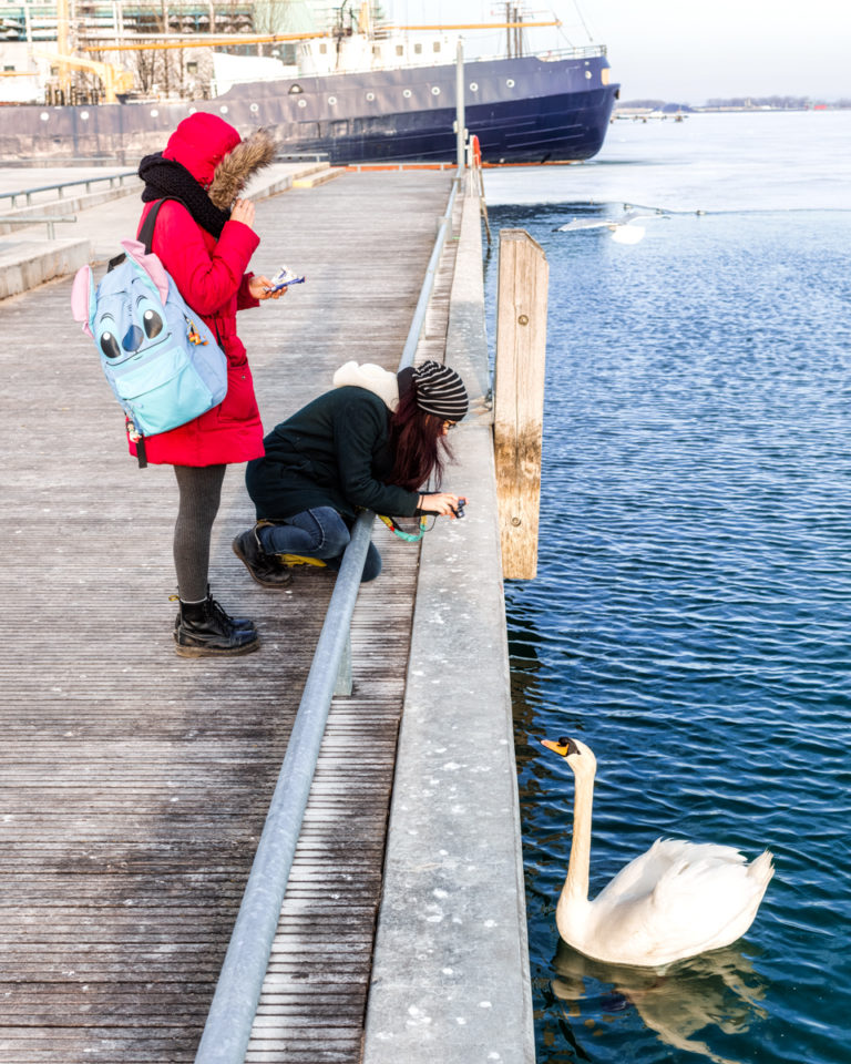 Tourists Photographing Swan
