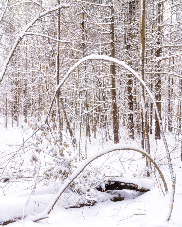 Bent Trees in the Forest