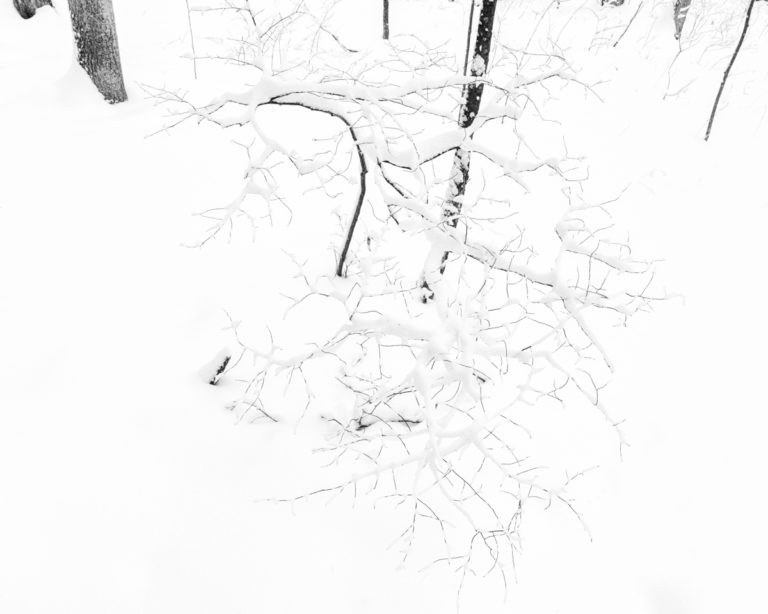 Small Branch with Snow