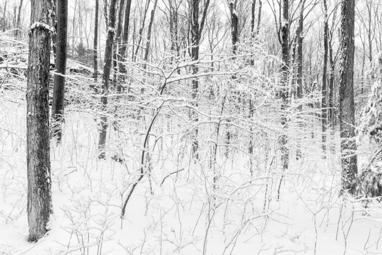 Snow on Twigs in the Forest