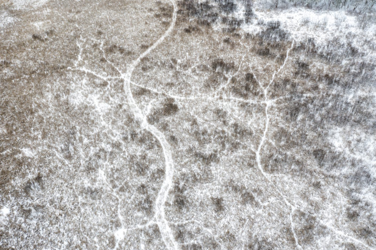 Animal Paths and Human Paths
