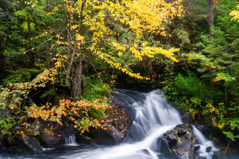 Stream in the Forest and Fall Color