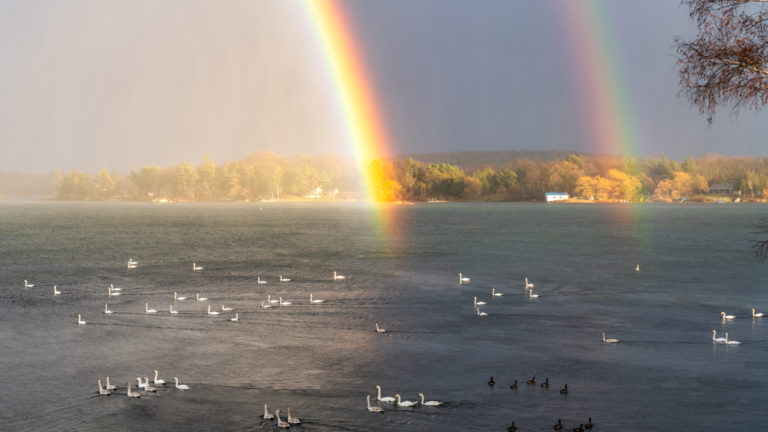 Swans and Double Rainbow