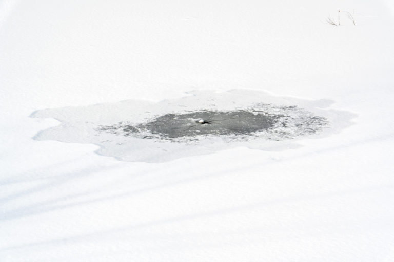 Spot on the Ice