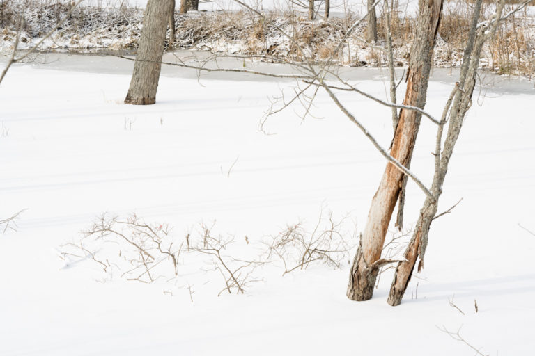 Trees in the Snow and Beaver Dam