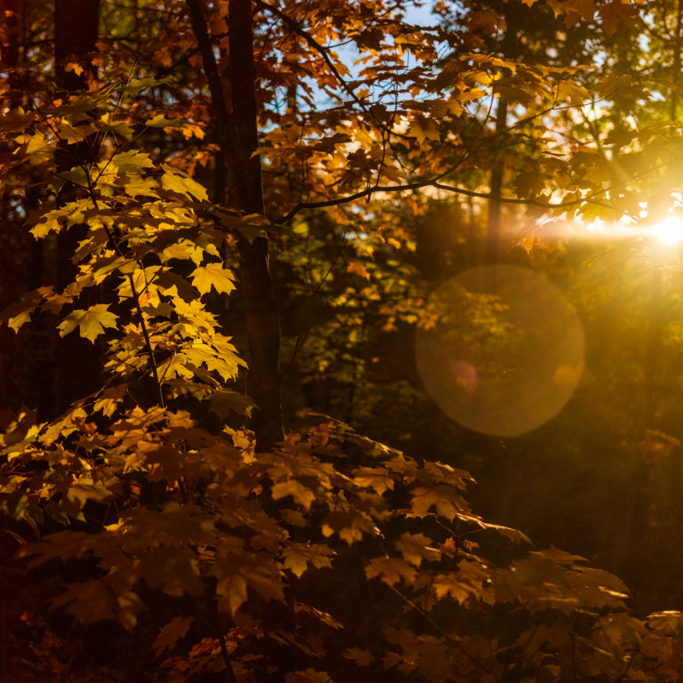 Golden Leaves and Setting Sun