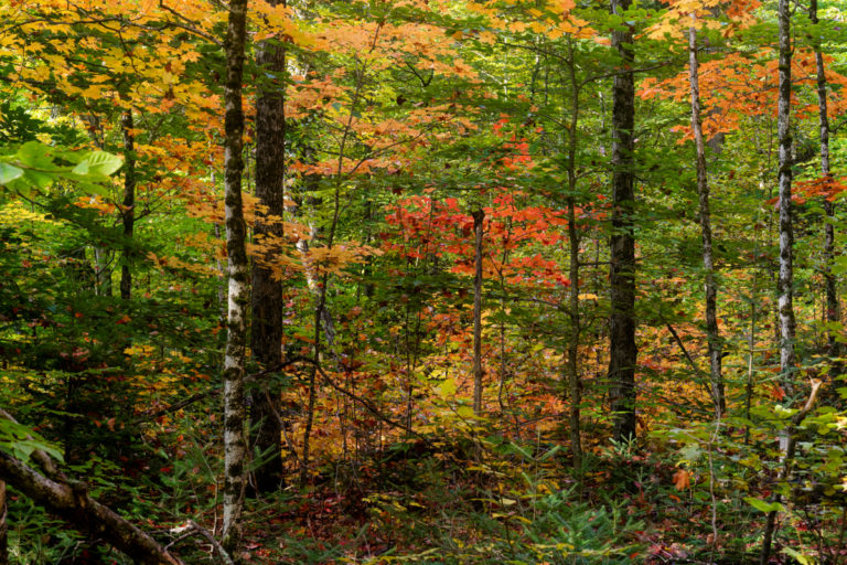 Deep in the Forest