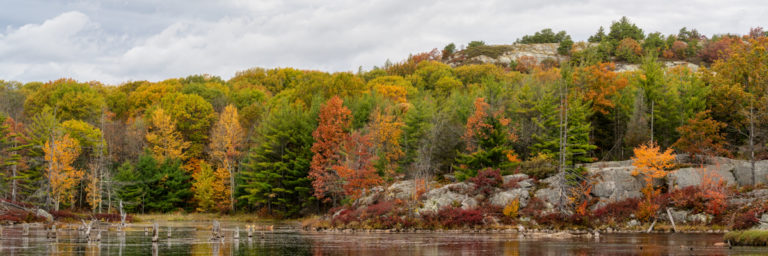 Pond with Fall Color
