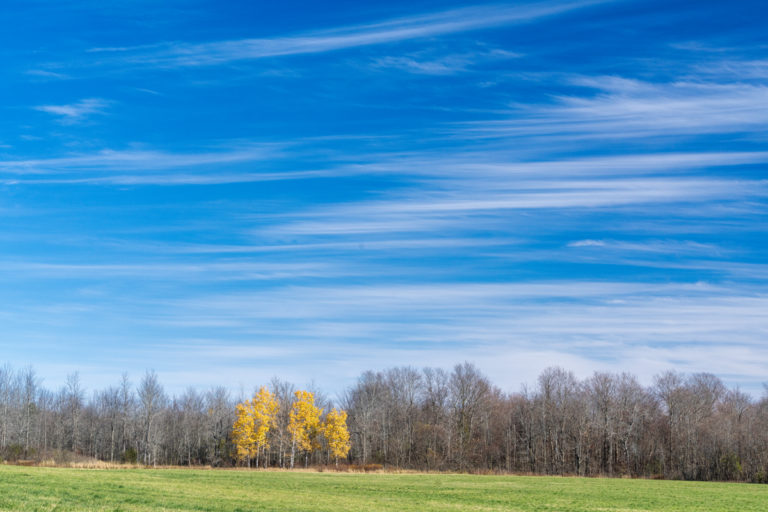 Birch Stand and Painterly Skies 2