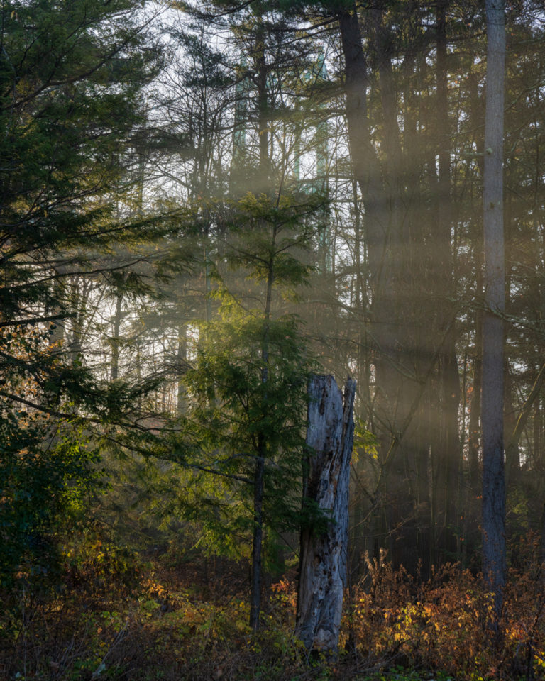 Tree in the Mist