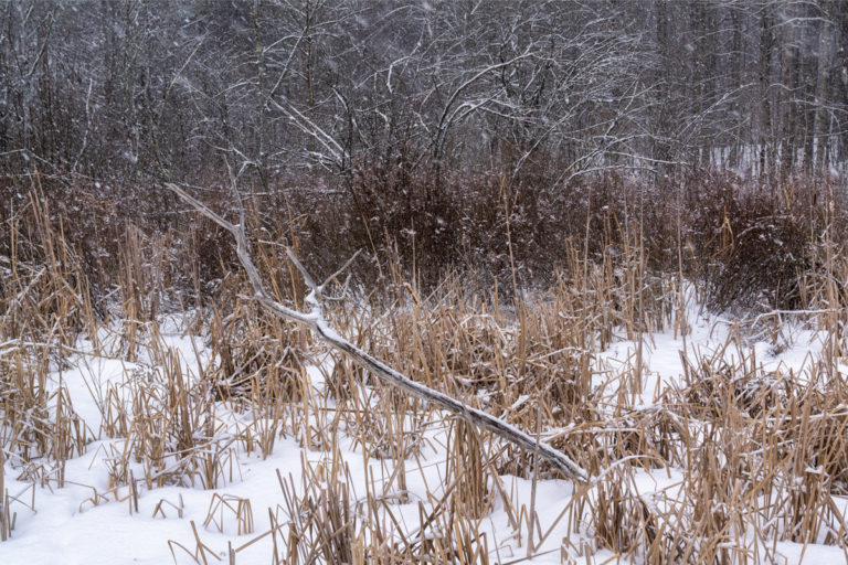 Layers at the Edge of the Forest