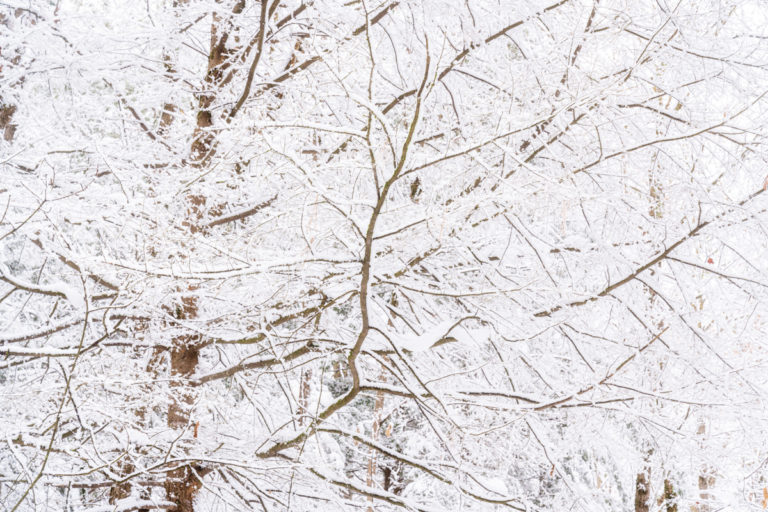 Snow on Branches