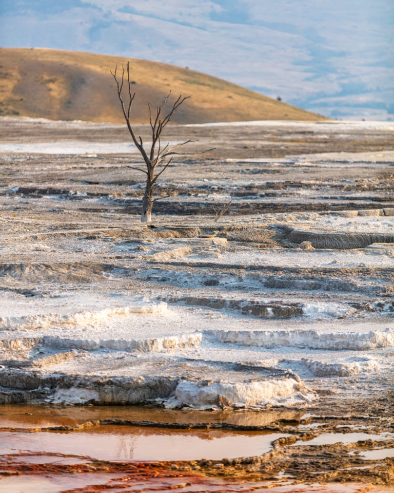 Dead Tree and Layers