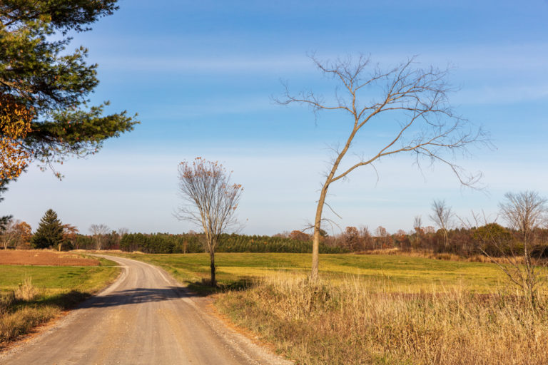 Trees and Gravel Road
