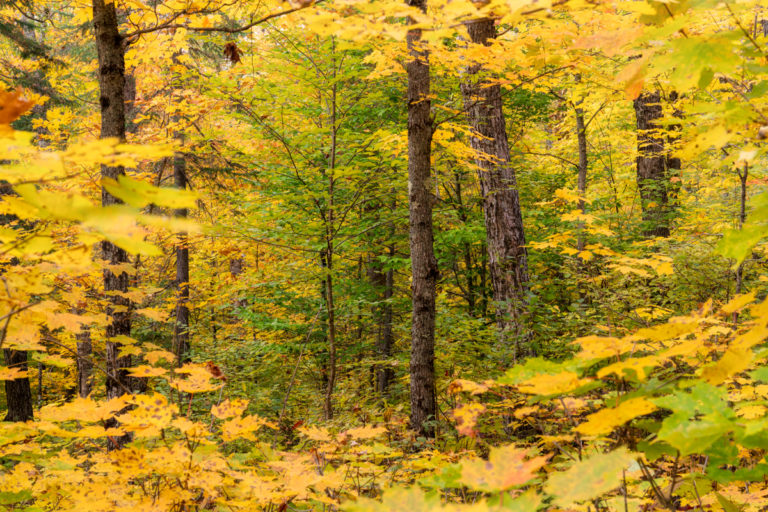 Forest Window