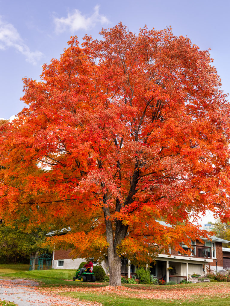 Person Mowing and Fall Color