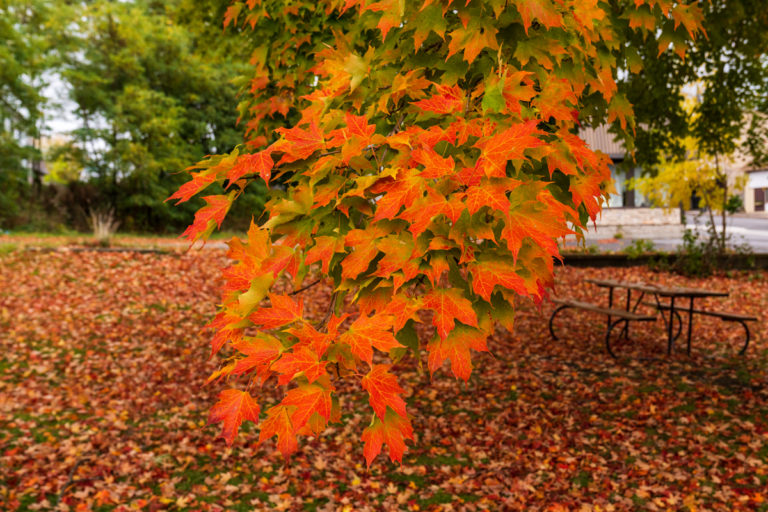 Fiery Leaves