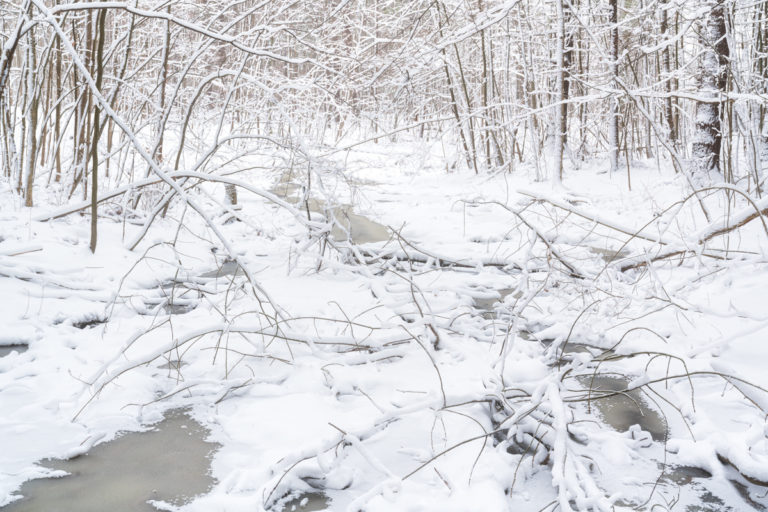 Forest with Fresh Snow