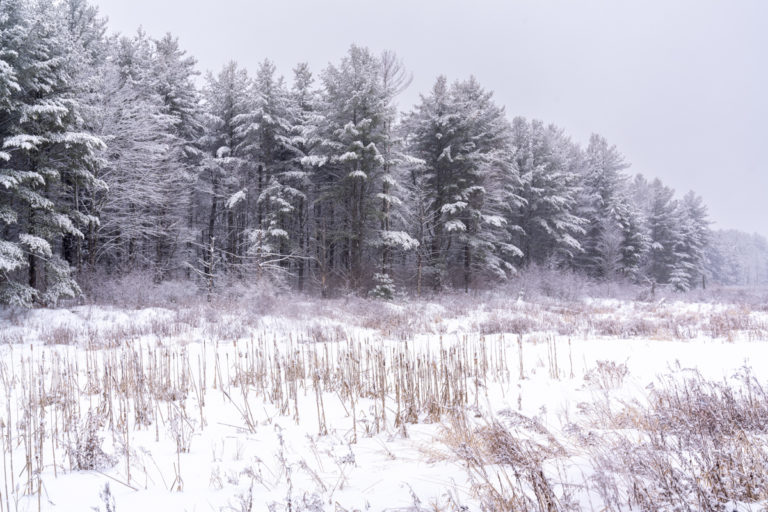 Edge of the Forest 02