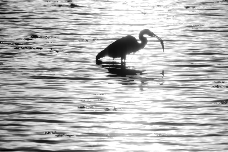 Heron and Fresh Catch