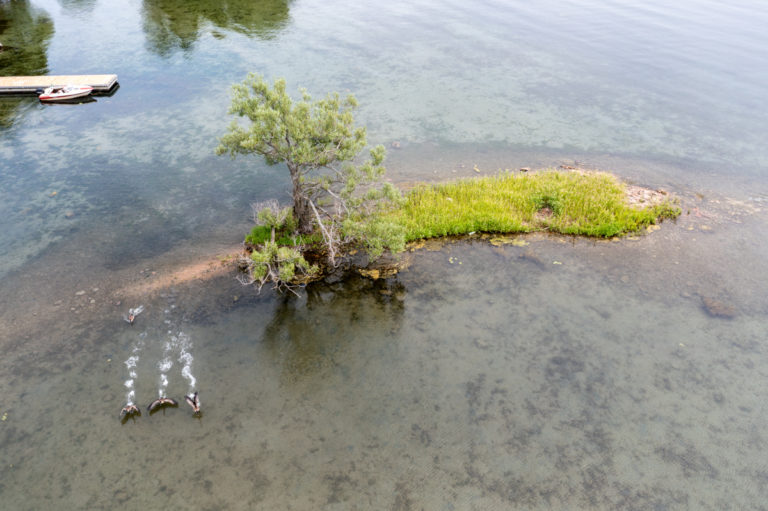 Geese Taking Off From Small Island