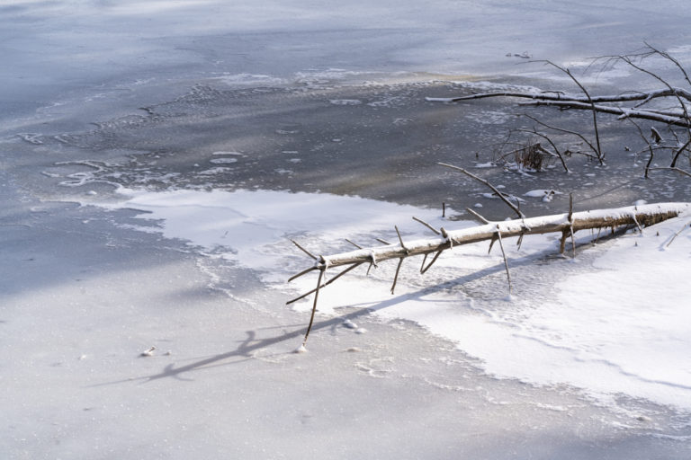Fallen Tree and Ice